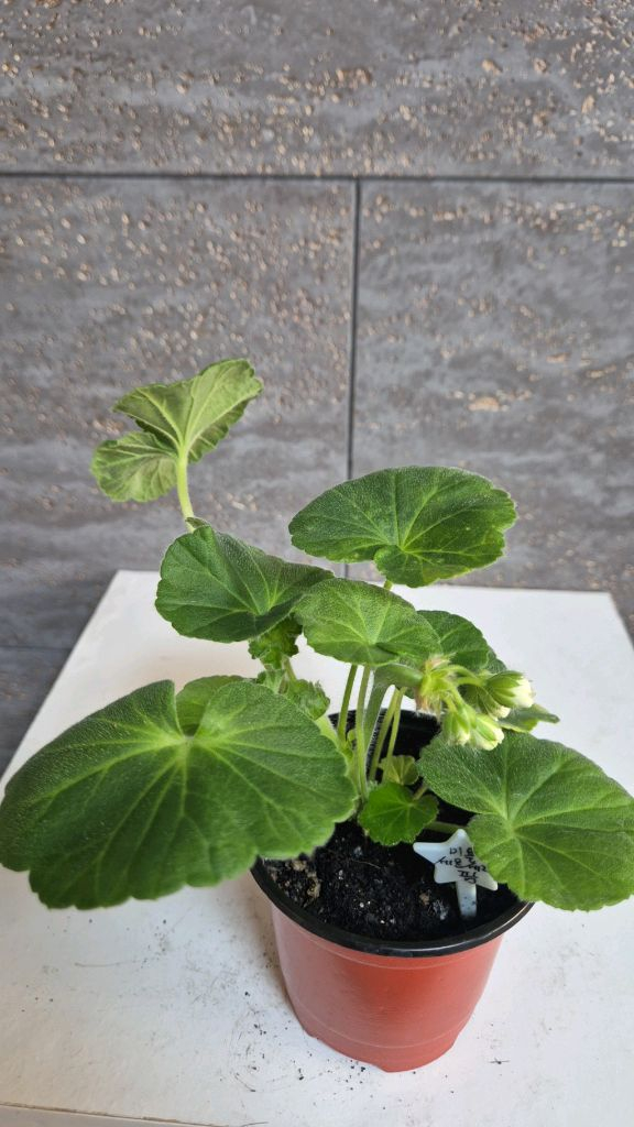 제라늄 (미욜세르세라팜) 이미지