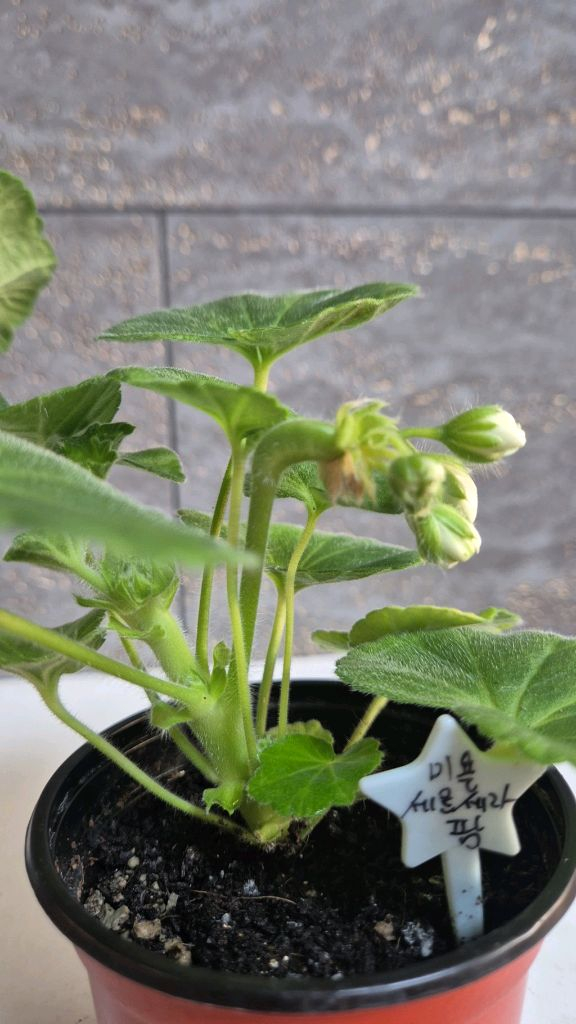 제라늄 (미욜세르세라팜) 이미지