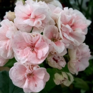 제라늄 (Ta바실리사) 이미지