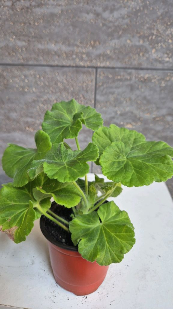 제라늄 (Ta바실리사) 이미지