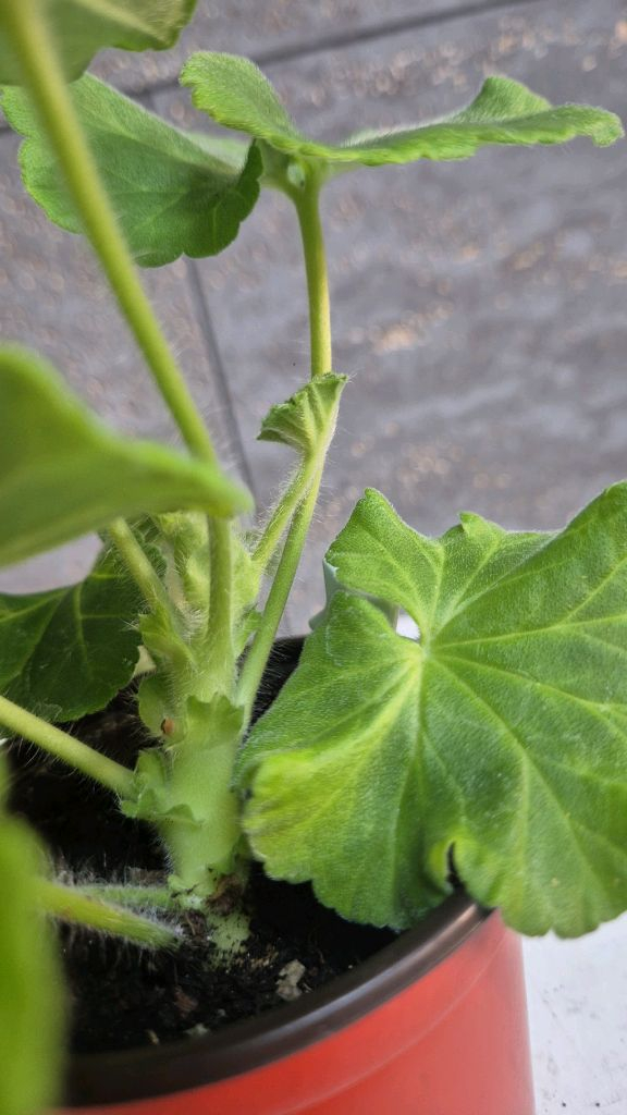 제라늄 (Ta바실리사) 이미지