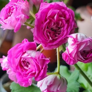 제라늄 (카이로의장미) 이미지