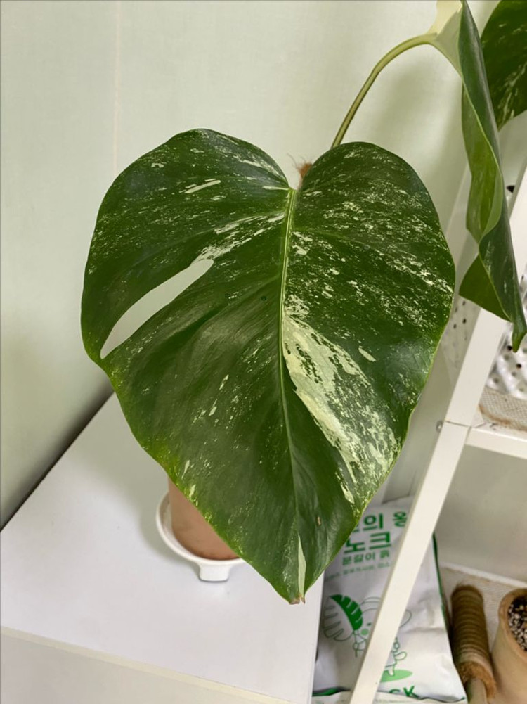 몬스테라 알보 보르시지아나 바리에가타 이미지
