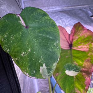 콜로카시아 화이트파라오 핑크 바리에가타 이미지