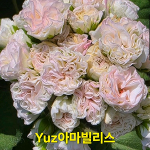 Yuz아마빌리스 제라늄 이미지