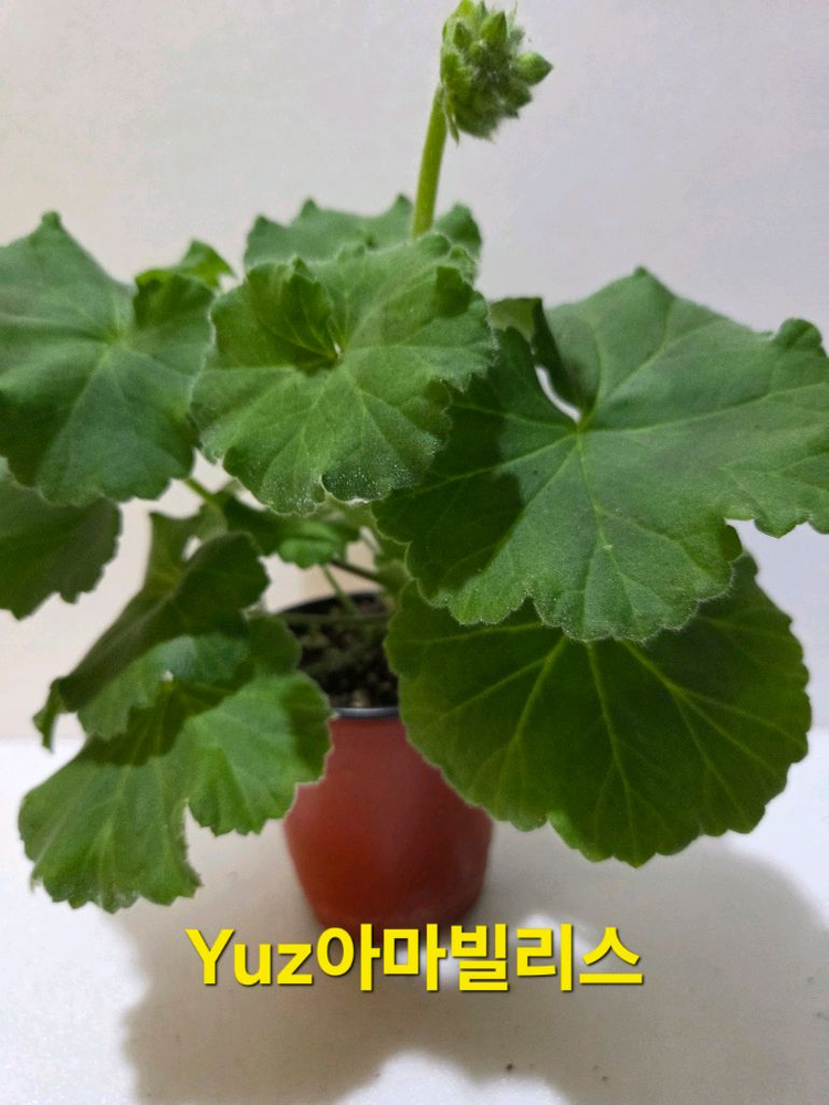 Yuz아마빌리스 제라늄 이미지