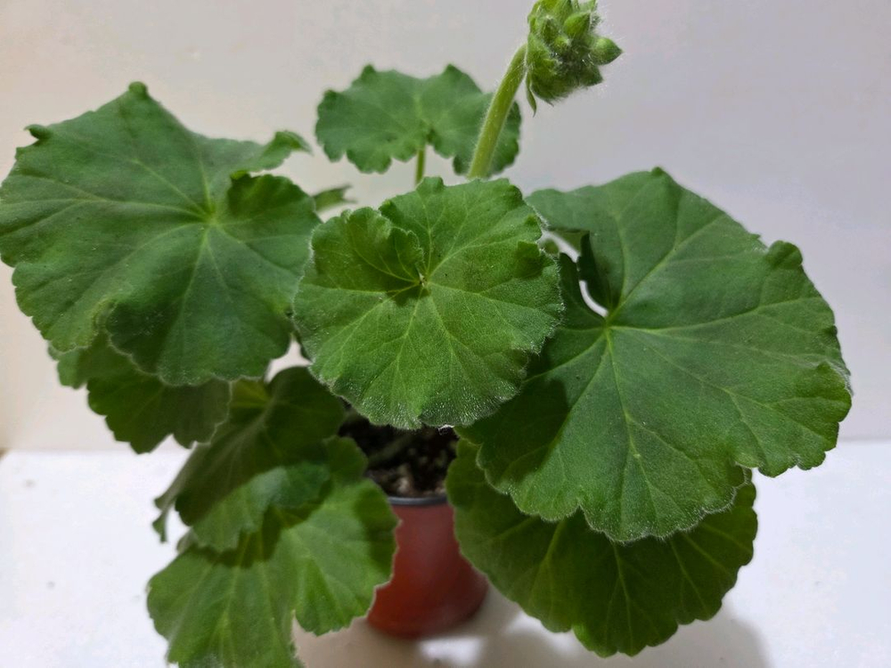 Yuz아마빌리스 제라늄 이미지