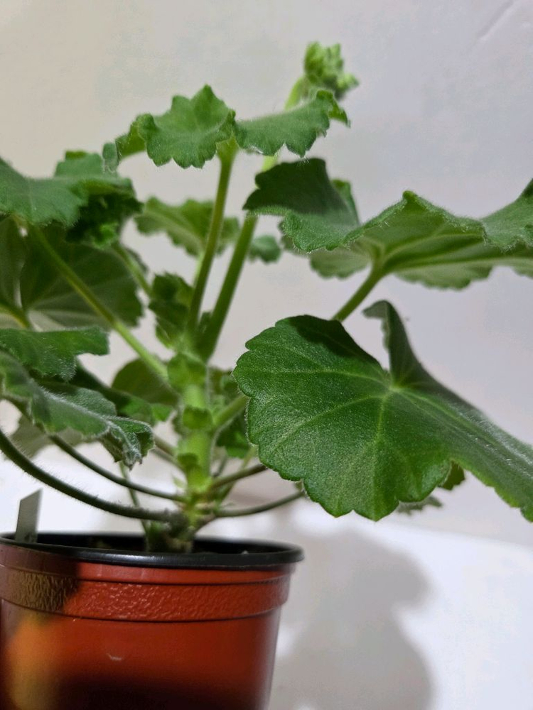 Yuz아마빌리스 제라늄 이미지