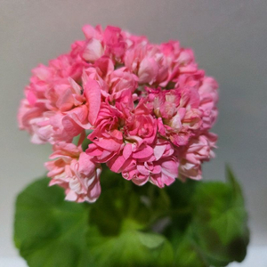 쥬쥬낭만 제라늄 이미지