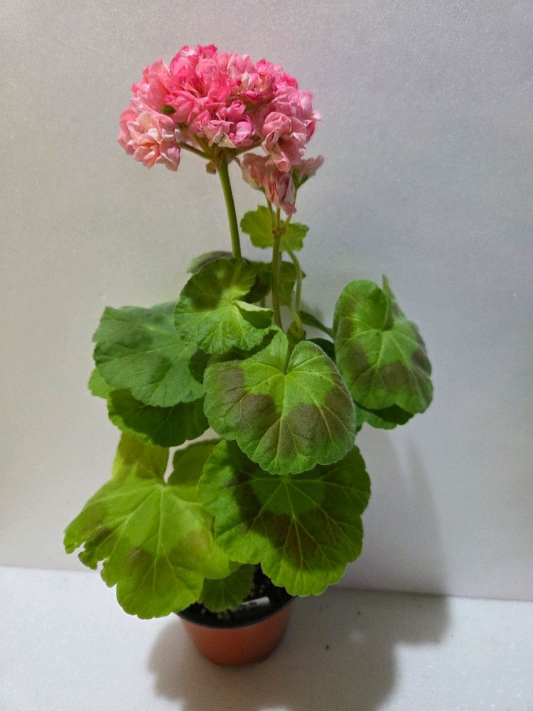 쥬쥬낭만 제라늄 이미지