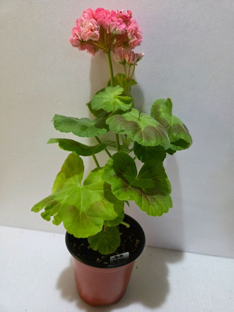 쥬쥬낭만 제라늄 이미지