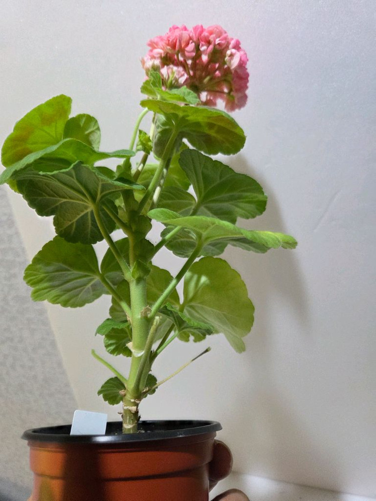 쥬쥬낭만 제라늄 이미지