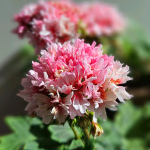 블루솔 스텔라제라늄 이미지