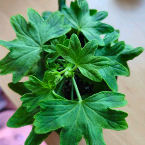 송일락 스텔라제라늄 이미지