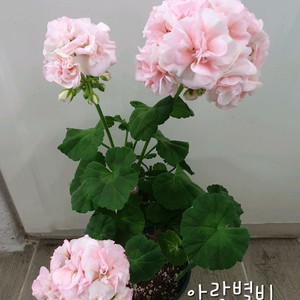 제라늄 아랑별비 꽃대있음 이미지