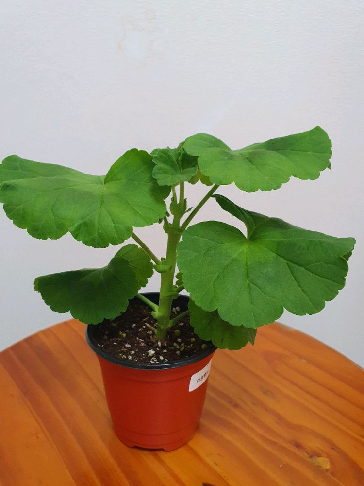 제라늄 아랑별비 꽃대있음 이미지