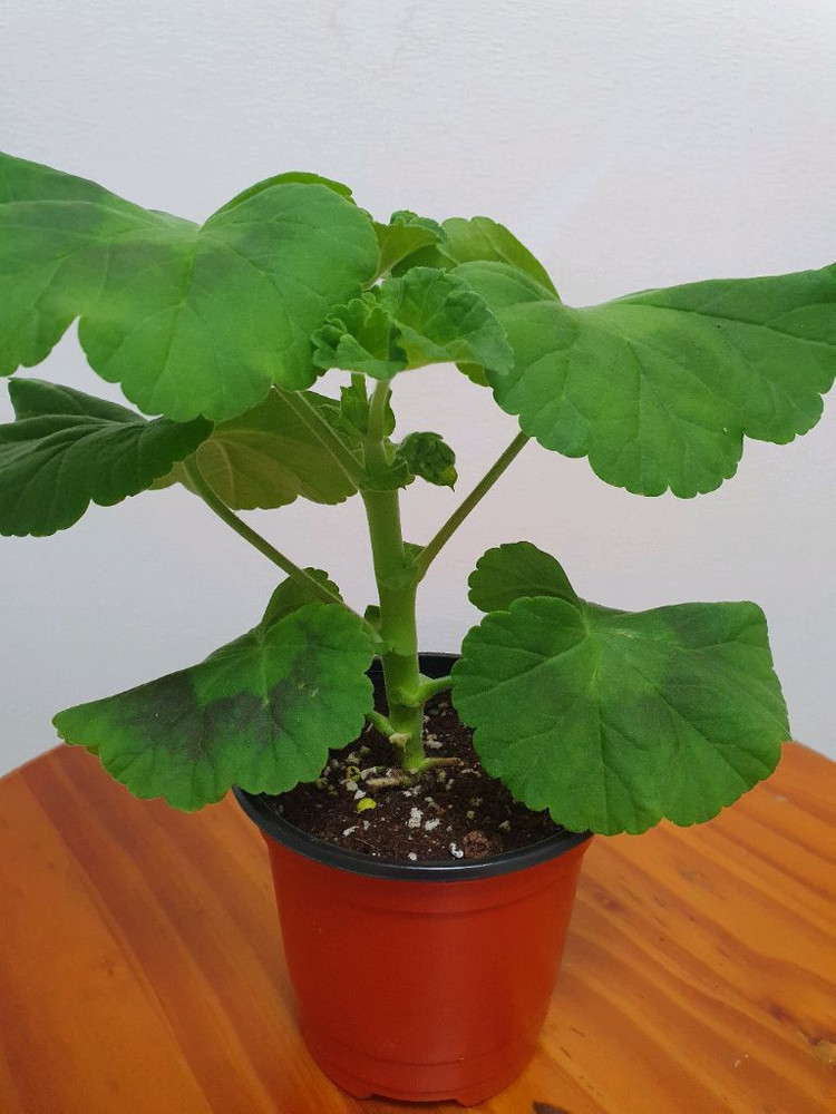 제라늄 아랑별비 꽃대있음 이미지