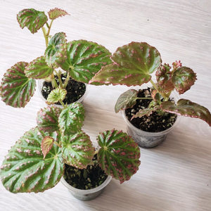 잘자란 핑크베고니아))핫스팟 이미지