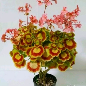 제라늄 제니 꽃대있음 이미지