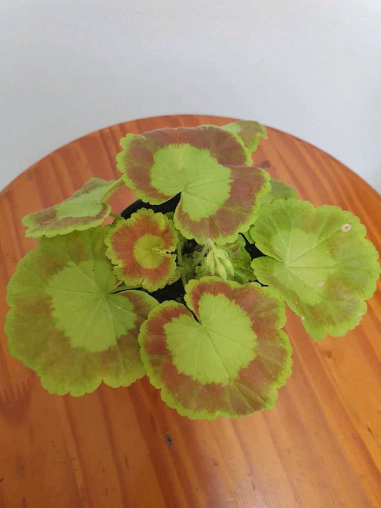 제라늄 제니 꽃대있음 이미지