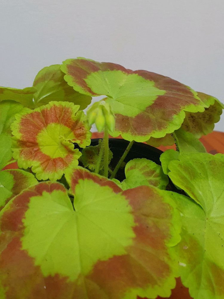 제라늄 제니 꽃대있음 이미지