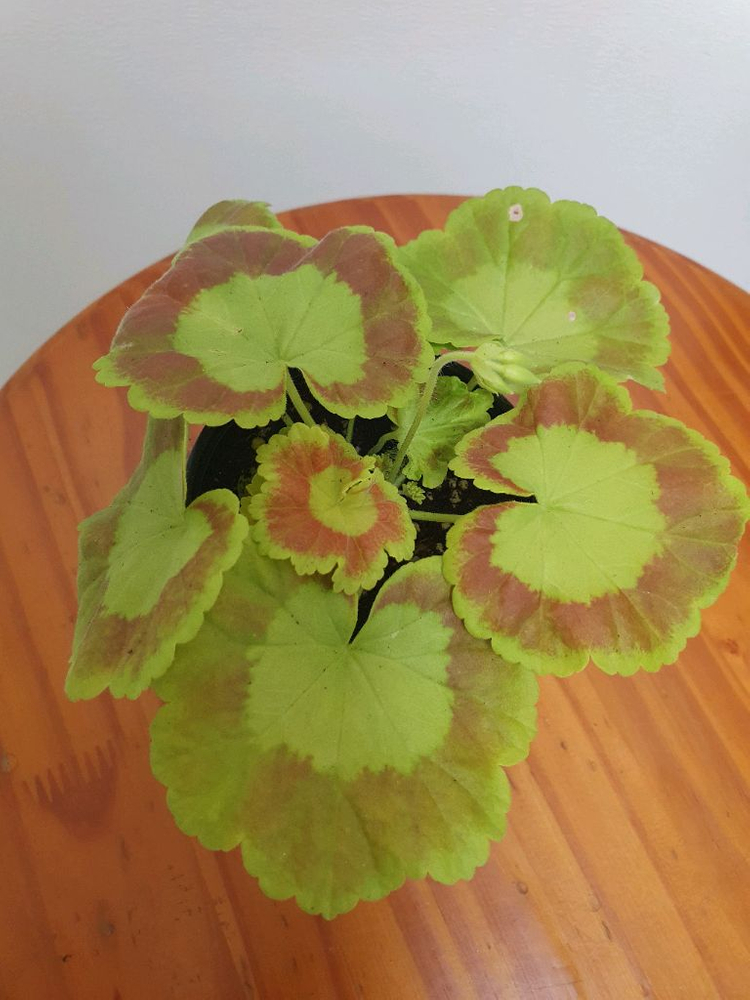 제라늄 제니 꽃대있음 이미지