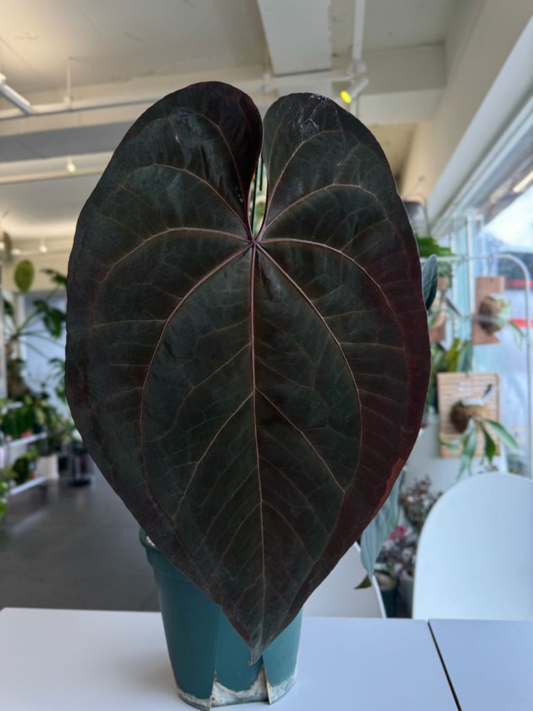 안스리움 에오스 다크폼 PA bagkun offset 이미지