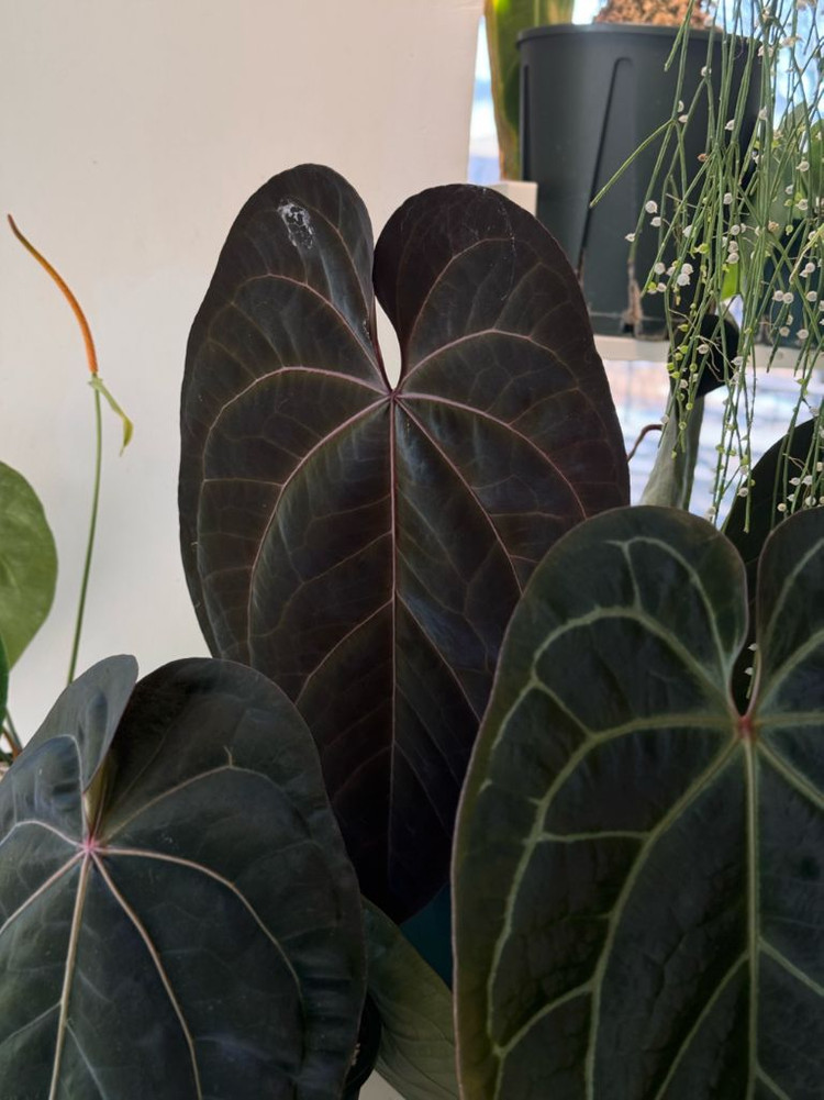 안스리움 에오스 다크폼 PA bagkun offset 이미지