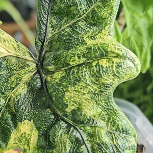 알로카시아 미스틱 No9 ~3자구묘 바리에가타(자구많이달린) 이미지