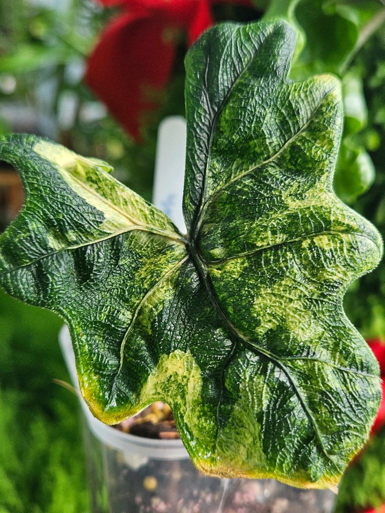 알로카시아 미스틱 No9 ~3자구묘 바리에가타(자구많이달린) 이미지