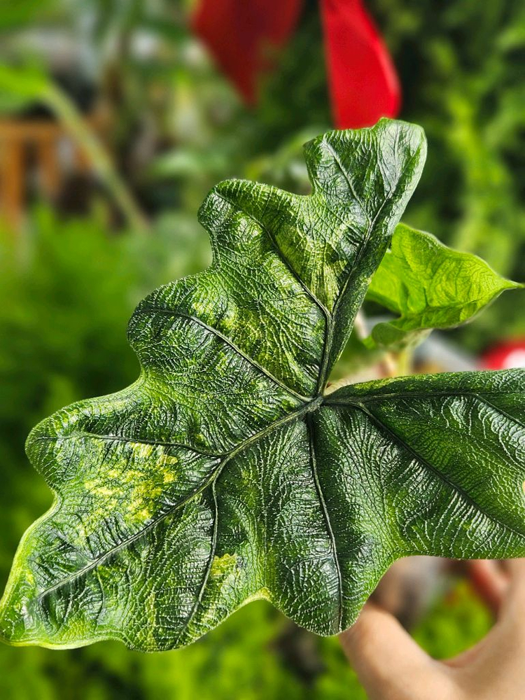 알로카시아 미스틱 No9 ~3자구묘 바리에가타(자구많이달린) 이미지