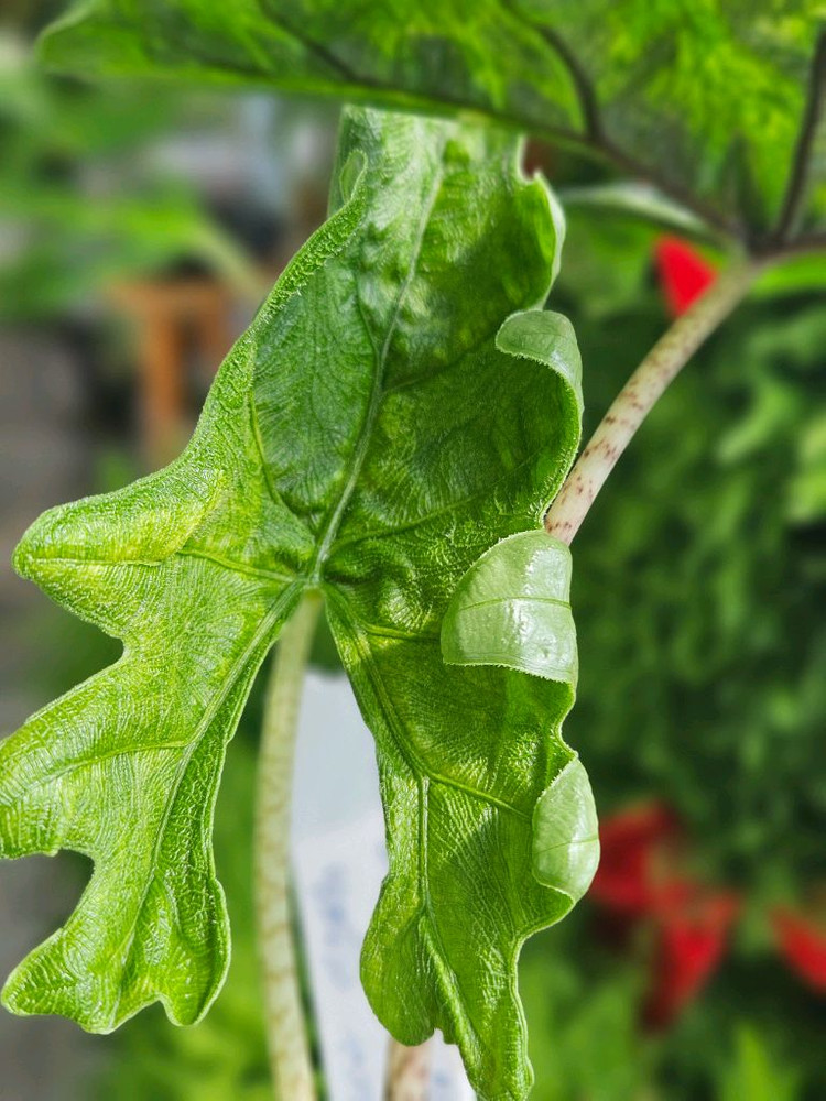 알로카시아 미스틱 No9 ~3자구묘 바리에가타(자구많이달린) 이미지