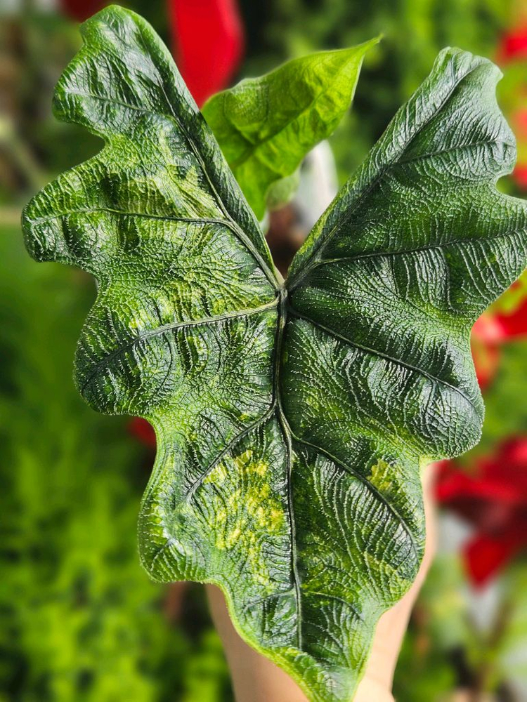 알로카시아 미스틱 No9 ~3자구묘 바리에가타(자구많이달린) 이미지