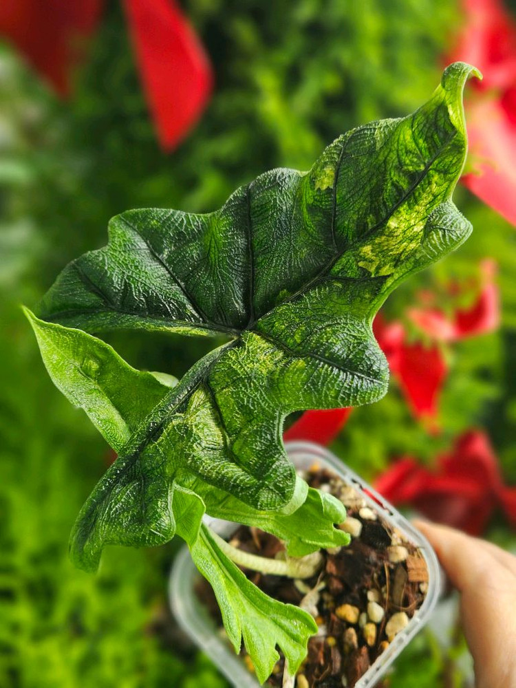 알로카시아 미스틱 No9 ~3자구묘 바리에가타(자구많이달린) 이미지