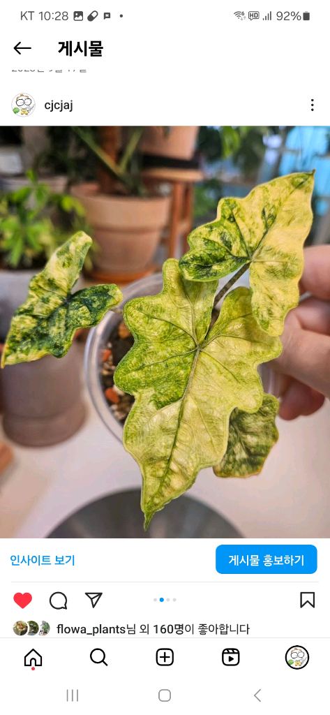 알로카시아 미스틱 No9 ~3자구묘 바리에가타(자구많이달린) 이미지