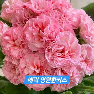 에릭영원한키스 중국제라늄 대품 이미지