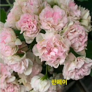 판페이 중국제라늄 이미지