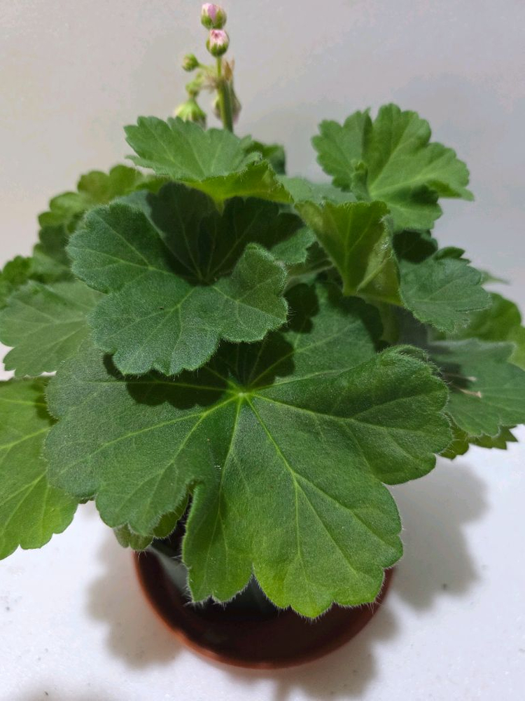 판페이 중국제라늄 이미지