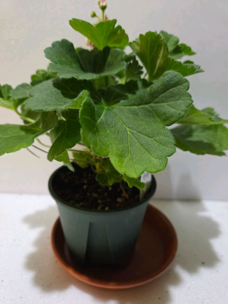 판페이 중국제라늄 이미지