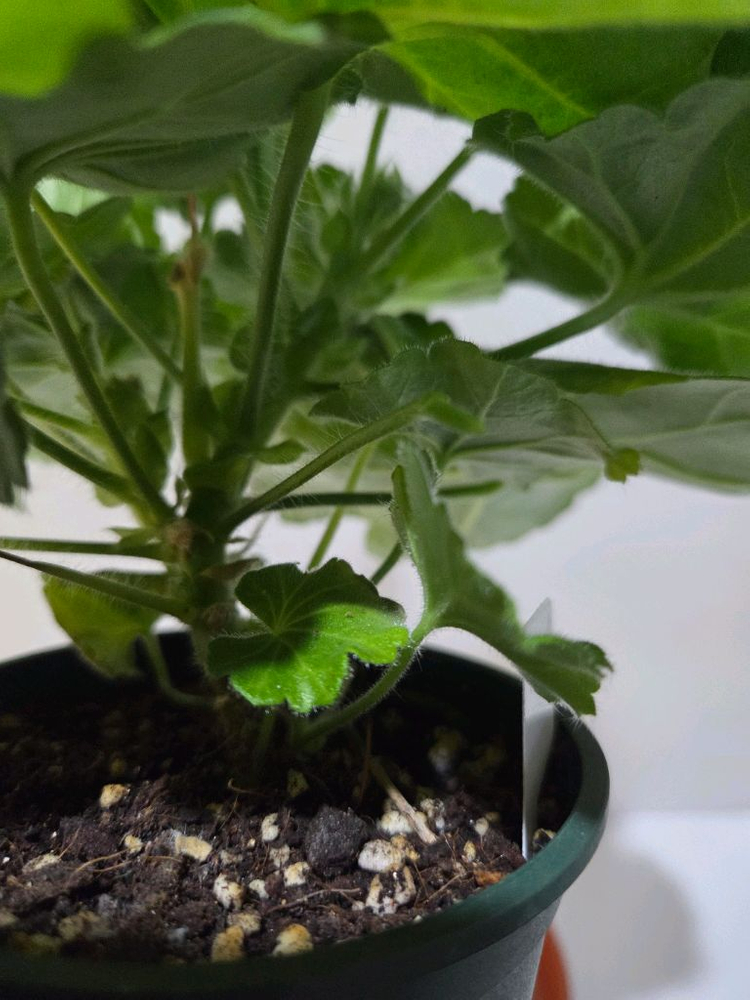 판페이 중국제라늄 이미지