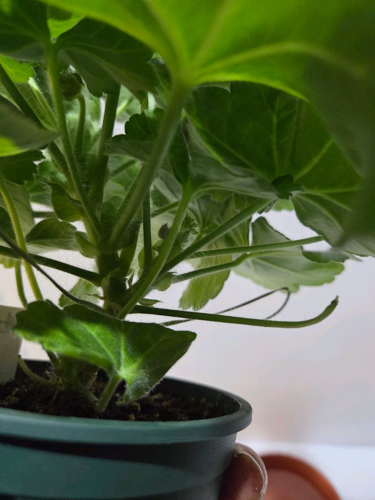 판페이 중국제라늄 이미지