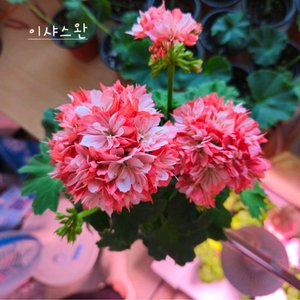 이샤스완 스텔라제라늄 이미지