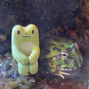 토인즈 척 올구리 구매합니다 구합니다 이미지