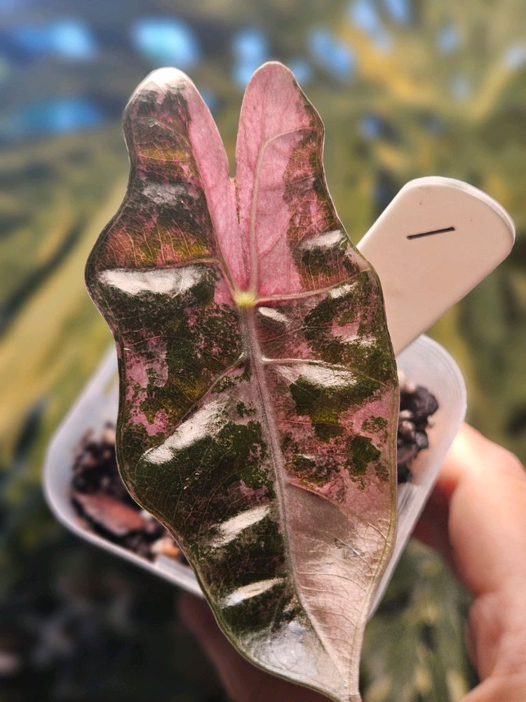 알로카시아 푸세이도 산데리아나 핑크바리에가타 이미지