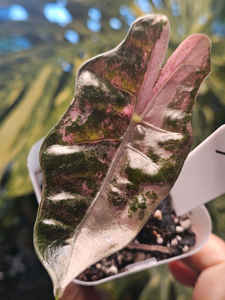 알로카시아 푸세이도 산데리아나 핑크바리에가타 이미지