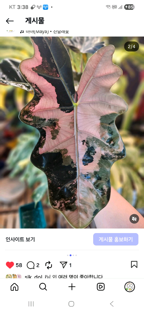 알로카시아 푸세이도 산데리아나 핑크바리에가타 이미지