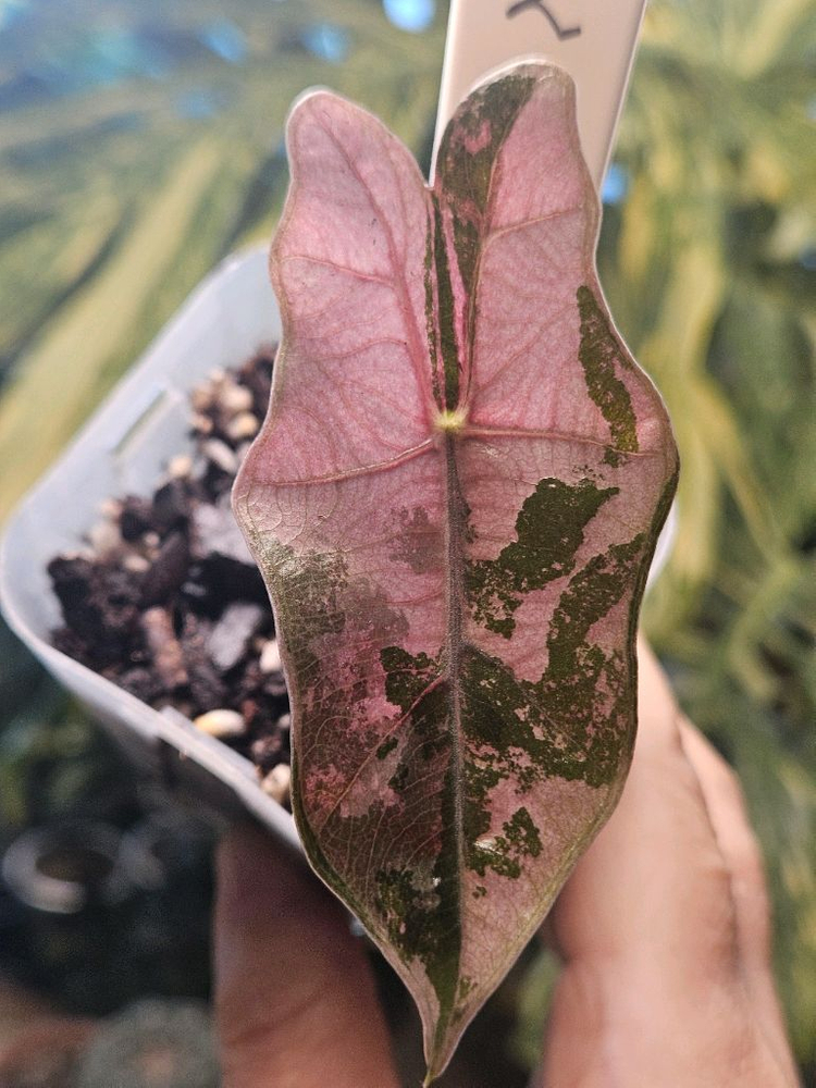 알로카시아 푸세이도 산데리아나 핑크바리에가타 이미지