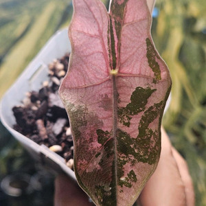 알로카시아 푸세이도 산데리아나 핑크바리에가타 이미지