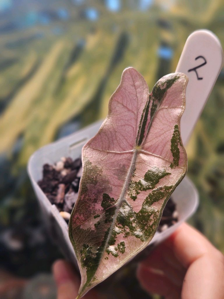 알로카시아 푸세이도 산데리아나 핑크바리에가타 이미지