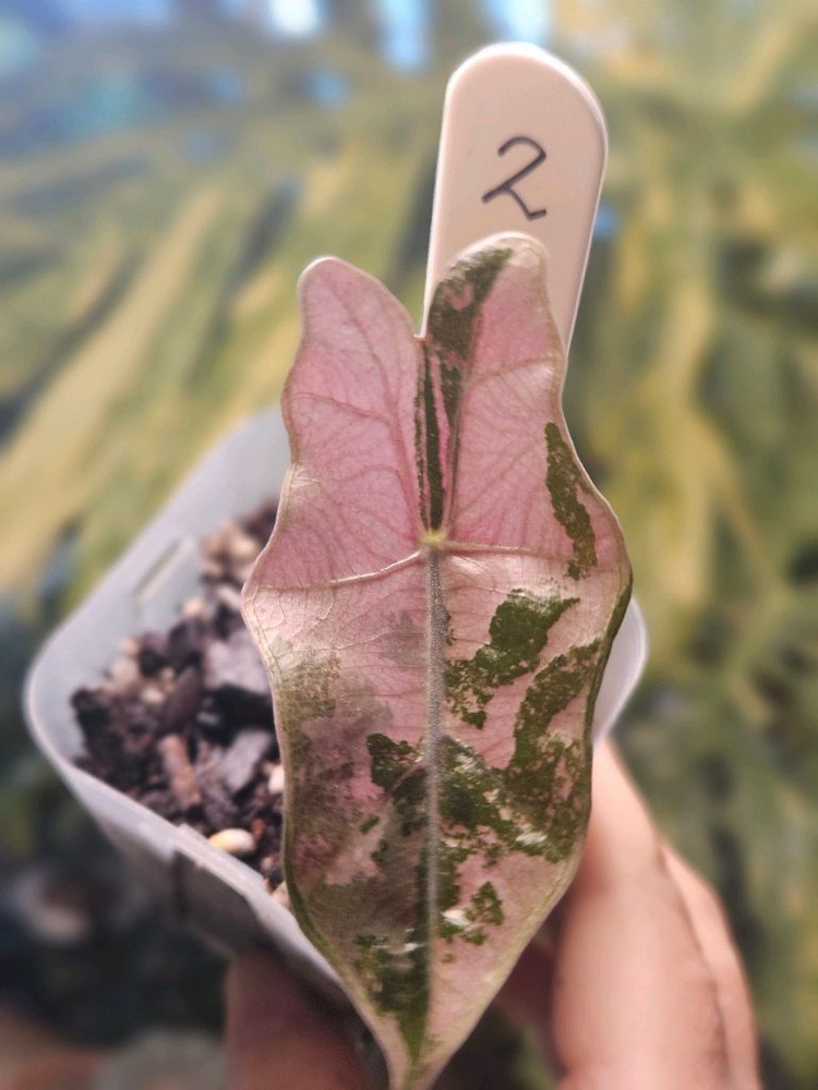 알로카시아 푸세이도 산데리아나 핑크바리에가타 이미지